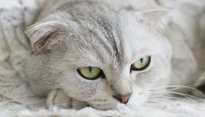 pg电子游戏排行-半场丢3球国奥热身1比3乌兹别克 梁伟棚补时破门